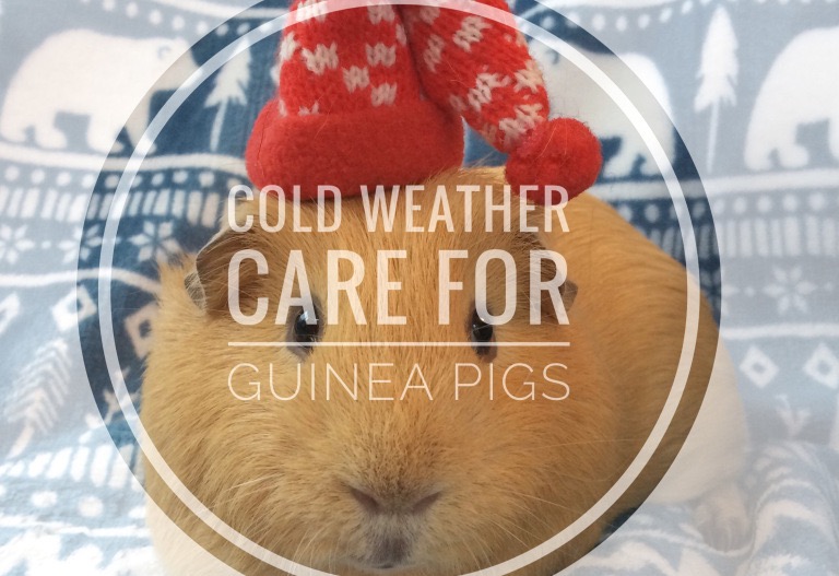 do guinea pigs hibernate in winter