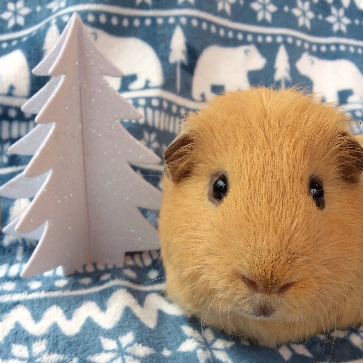 do guinea pigs like hot or cold weather
