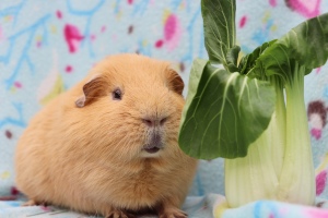 Can Guinea Pigs eat Bok Choy?